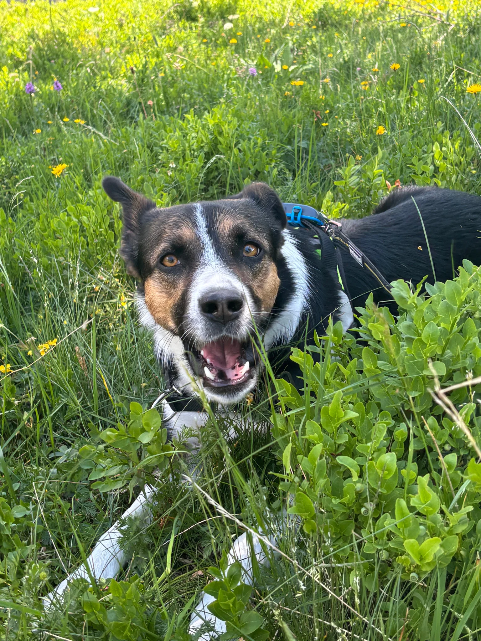 Chien Wouf & Go heureux dans une prairie valaisanne